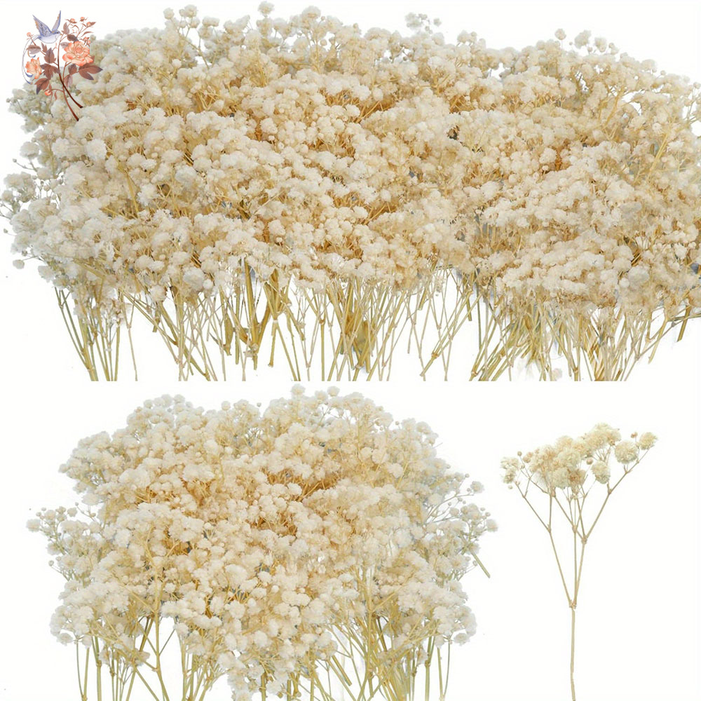 Candle Making Los Angeles - Mini flor de gypsophila seca, faça